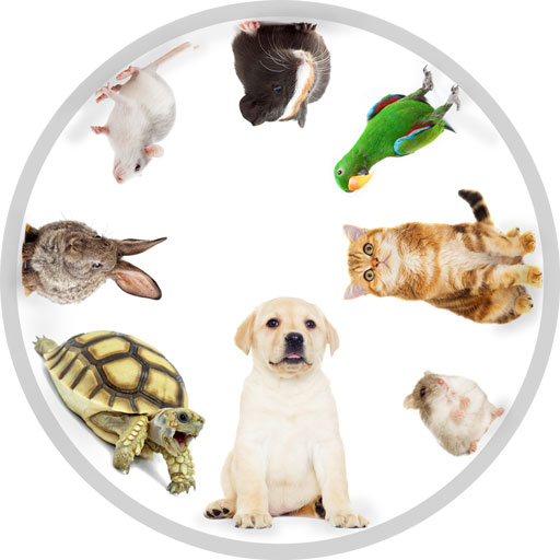 Circle of different types of pets