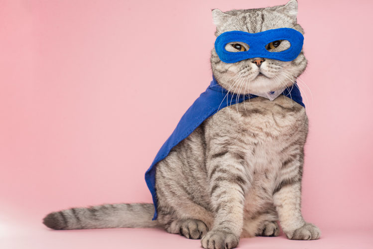 Cat in super hero costume